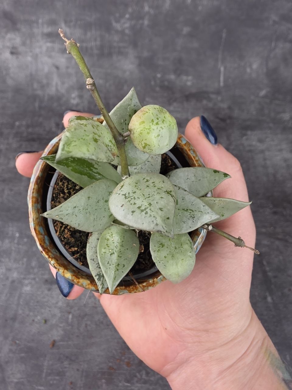 Hoya Eskymo mini